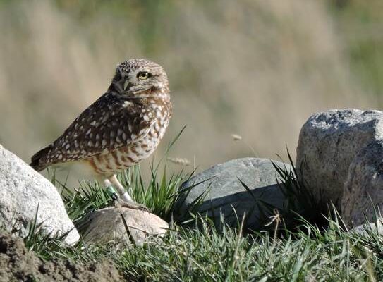 Adult female_Dawn Brodie