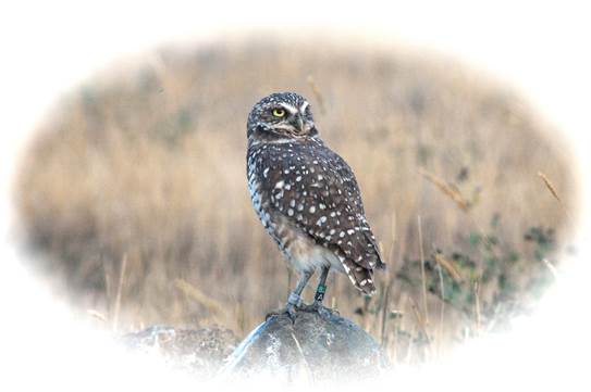 Adult female_Dawn Brodie (2)