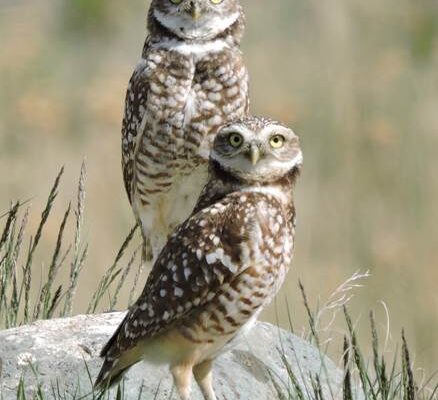 Adult male and female_Dawn Brodie