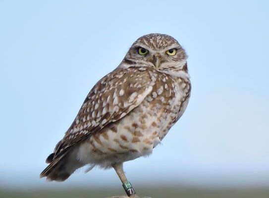 Fledged wild born juvenile